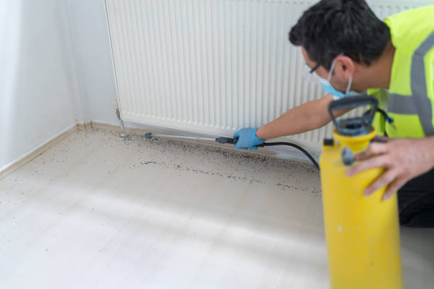 Best Flea Control Services  in Welch, WV